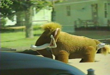 Not a stuffed animal